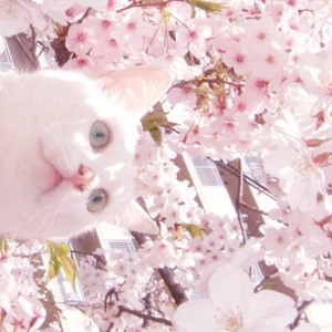 日本巨乳人妖射精视频
